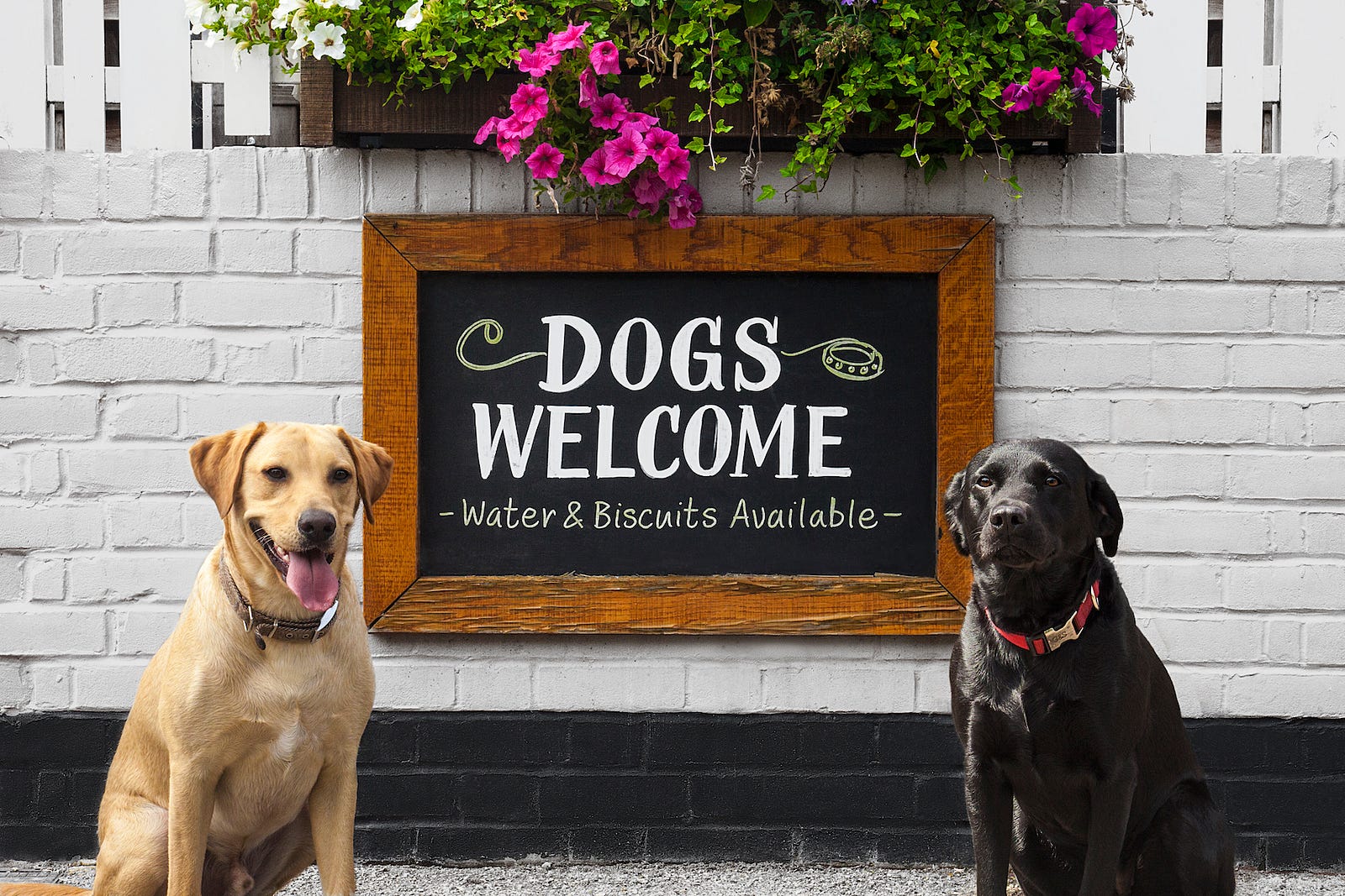 Dog Friendly Pubs in South West London SWLondonDogs Medium