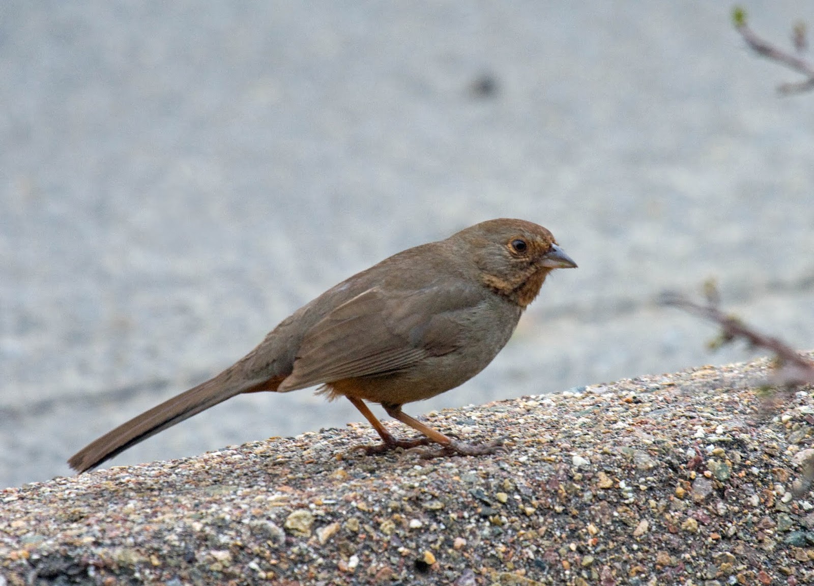 The 10 most common backyard birds of San Diego, California Greg in