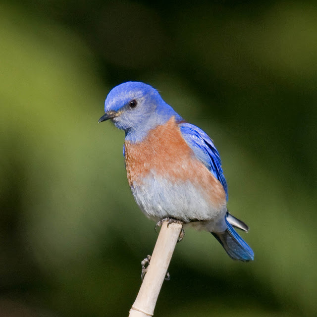 The 10 most common backyard birds of San Diego, California Greg in