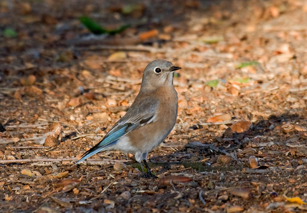 The 10 most common backyard birds of San Diego, California Greg in